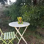 Glamping Frog Farm