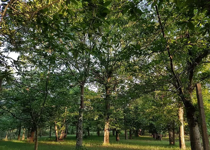 Glamping Frog Farm Foz do Sousa